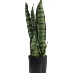 Kotikulta Tekokasvit-Anopinkieli 50 Cm