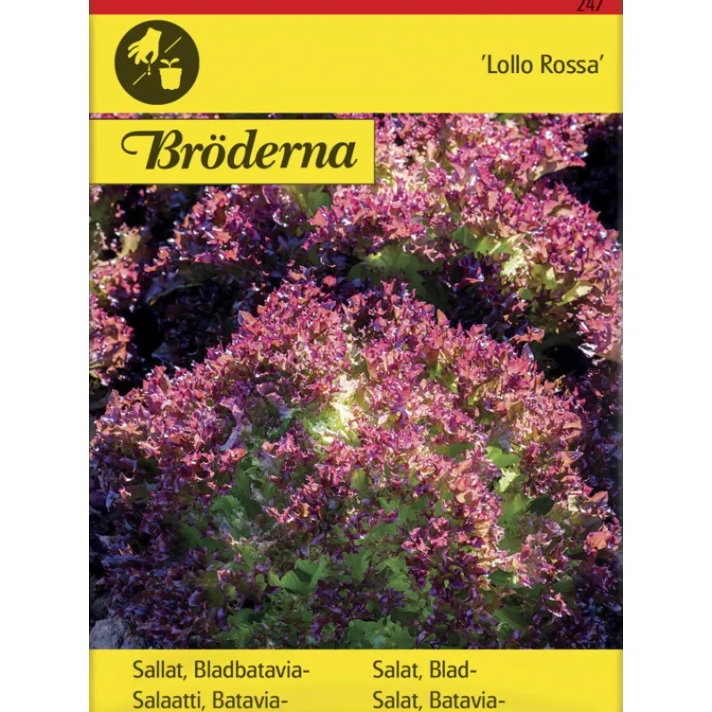 bataviasalaatti-lollo-rossa-si-TWgoknph-0.webp Bröderna Nelsons Kasvien Ja Nurmikonsiemenet-Bataviasalaatti Lollo Rossa Siemen