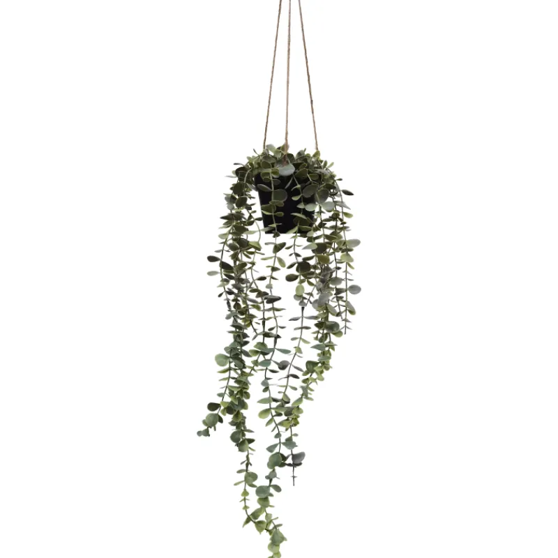 eukalyptuskynns-kotikulta-65-c-SZNlmByy-0.webp Kotikulta Tekokasvit-Eukalyptusköynnös 65 Cm