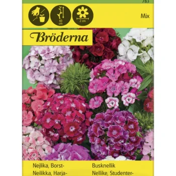 Bröderna Nelsons Kasvien Ja Nurmikonsiemenet-Harjaneilikka Seos Siemen