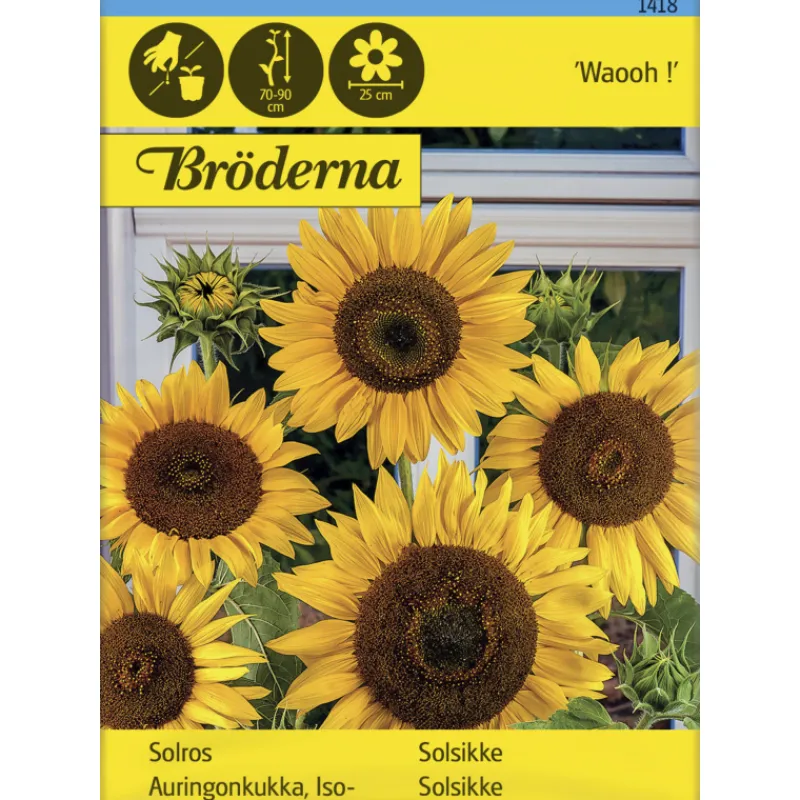 isoauringonkukka-waooh-siemen-ejOFuSEL-0.webp Bröderna Nelsons Kasvien Ja Nurmikonsiemenet-Isoauringonkukka Waooh Siemen