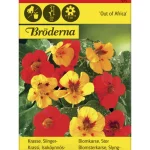 Bröderna Nelsons Kasvien Ja Nurmikonsiemenet-Isoköynnöskrassi Out Of Africa Siemen