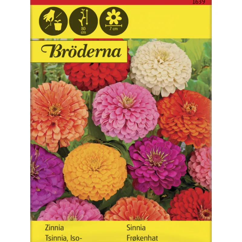 isotsinnia-vriseos-siemen-brde-MxIOHeWH-0.webp Bröderna Nelsons Kasvien Ja Nurmikonsiemenet-Isotsinnia Väriseos Siemen