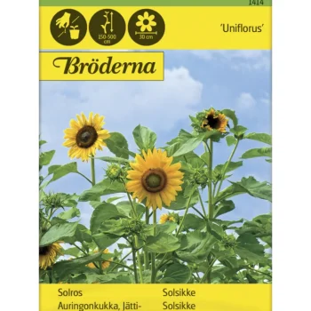 Bröderna Nelsons Kasvien Ja Nurmikonsiemenet-Jättiauringonkukka Uniflorus Siemen