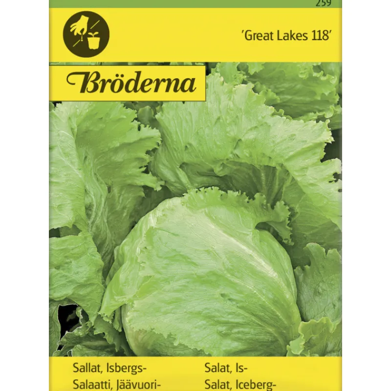 jvuorisalaatti-great-lakes-sie-hnzvulAM-0.webp Bröderna Nelsons Kasvien Ja Nurmikonsiemenet-Jäävuorisalaatti Great Lakes Siemen
