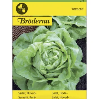 Bröderna Nelsons Kasvien Ja Nurmikonsiemenet-Keräsalaatti Attractie Siemen