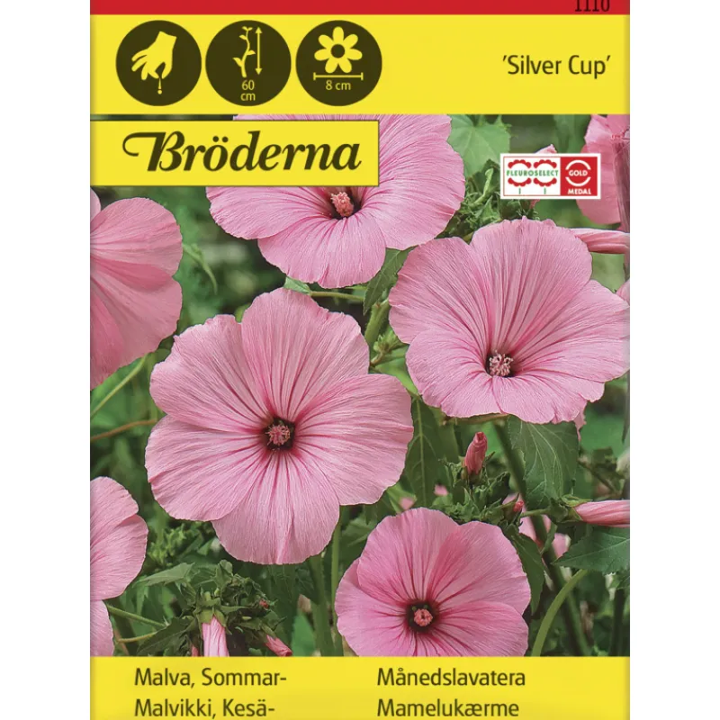 kesmalvikki-silver-cup-siemen-RuAETLwg-0.webp Bröderna Nelsons Kasvien Ja Nurmikonsiemenet-Kesämalvikki Silver Cup Siemen