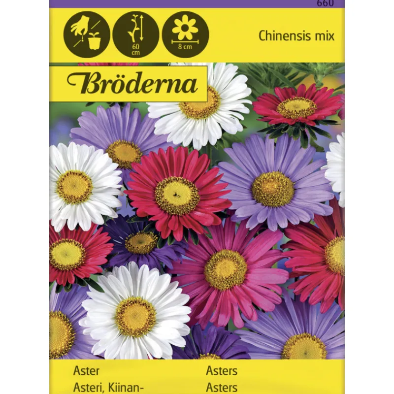 kiinanasteri-chinensis-vriseos-Uskdyewa-0.webp Bröderna Nelsons Kasvien Ja Nurmikonsiemenet-Kiinanasteri Chinensis Väriseos Siemen