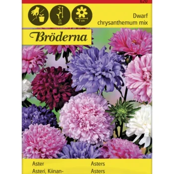Bröderna Nelsons Kasvien Ja Nurmikonsiemenet-Kiinanasteri Dwarf Chrysanthemum Seos Siemen