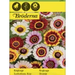 Bröderna Nelsons Kasvien Ja Nurmikonsiemenet-Kirjosuvikakkara Siemen