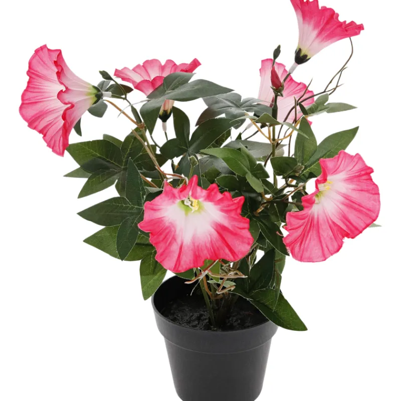 koristekasvi-kotikulta-pivnsin-wuMfLXeL-0.webp Kotikulta Tekokasvit-Koristekasvi Päivänsini 30 Cm Pinkki