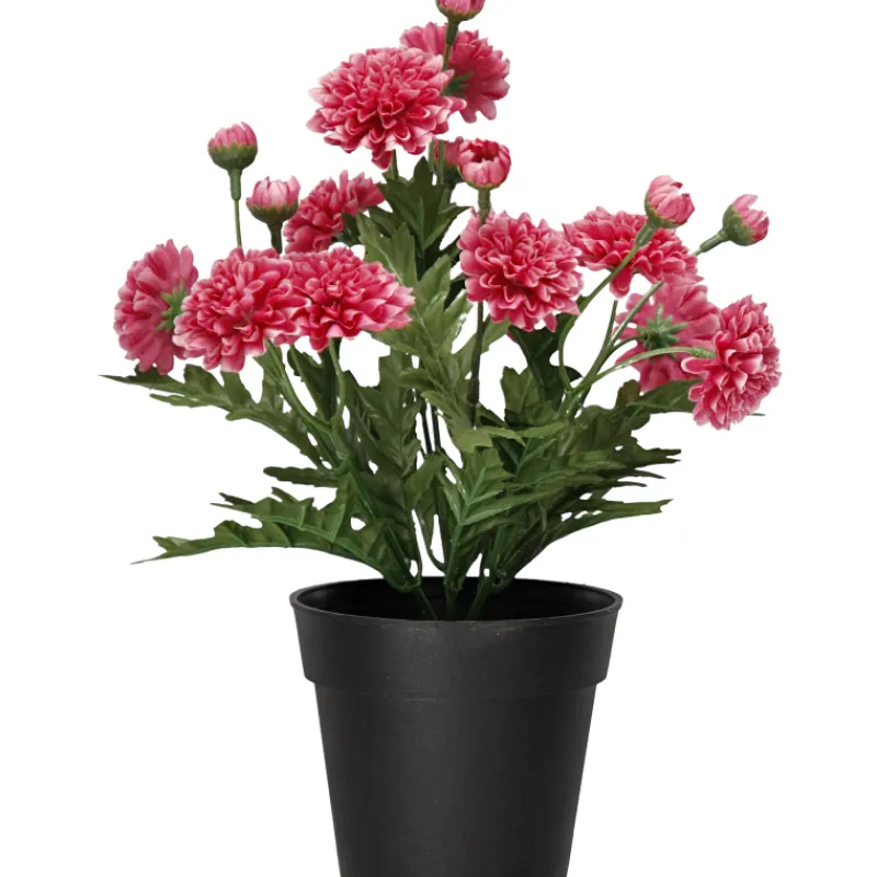 krysanteemi-ruukussa-kotikulta-vkJdAVKI-0.webp Kotikulta Tekokasvit-Krysanteemi Ruukussa 27 Cm Pinkki