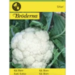 Bröderna Nelsons Kasvien Ja Nurmikonsiemenet-Kukkakaali Erfurt Siemen