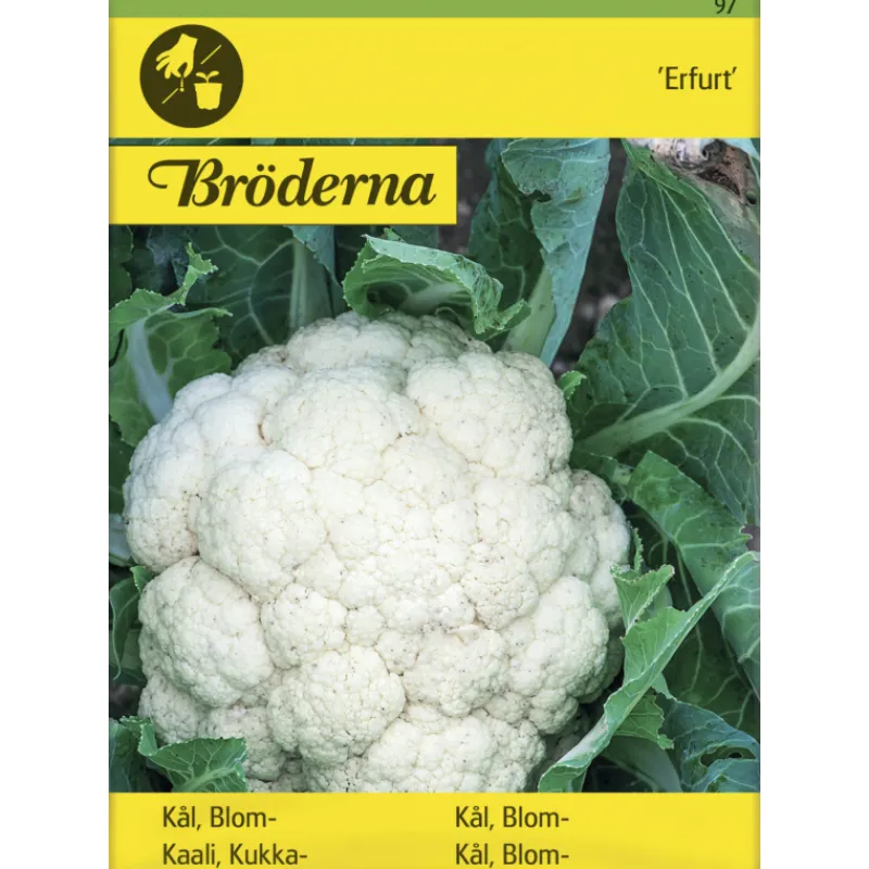 kukkakaali-erfurt-siemen-brder-EEjekwAc-0.webp Bröderna Nelsons Kasvien Ja Nurmikonsiemenet-Kukkakaali Erfurt Siemen