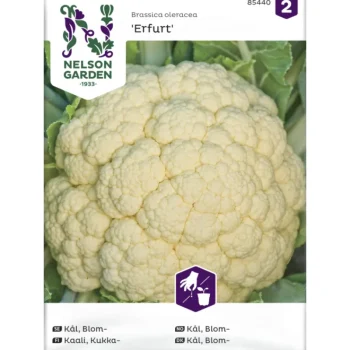 Nelson Garden Basic Kasvien Ja Nurmikonsiemenet-Kukkakaali Siemen Erfurt