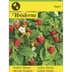 Bröderna Nelsons Kasvien Ja Nurmikonsiemenet-Kuukausimansikka Rügen Siemen