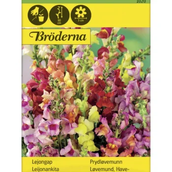 Bröderna Nelsons Kasvien Ja Nurmikonsiemenet-Leijonankita Seos Siemen