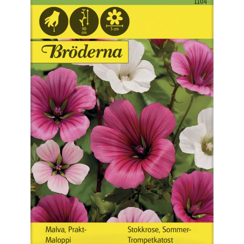 maloppi-siemen-brderna-nelsons-XscAILEH-0.webp Bröderna Nelsons Kasvien Ja Nurmikonsiemenet-maloppi Siemen