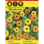 Bröderna Nelsons Kasvien Ja Nurmikonsiemenet-Mustasilmäsusanna Väriseos Siemen