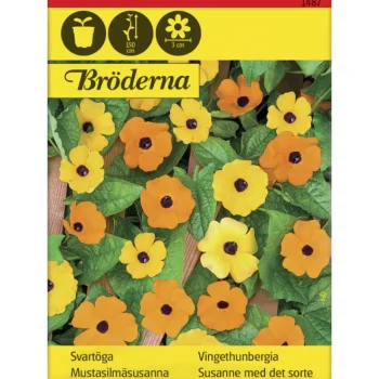Bröderna Nelsons Kasvien Ja Nurmikonsiemenet-Mustasilmäsusanna Väriseos Siemen