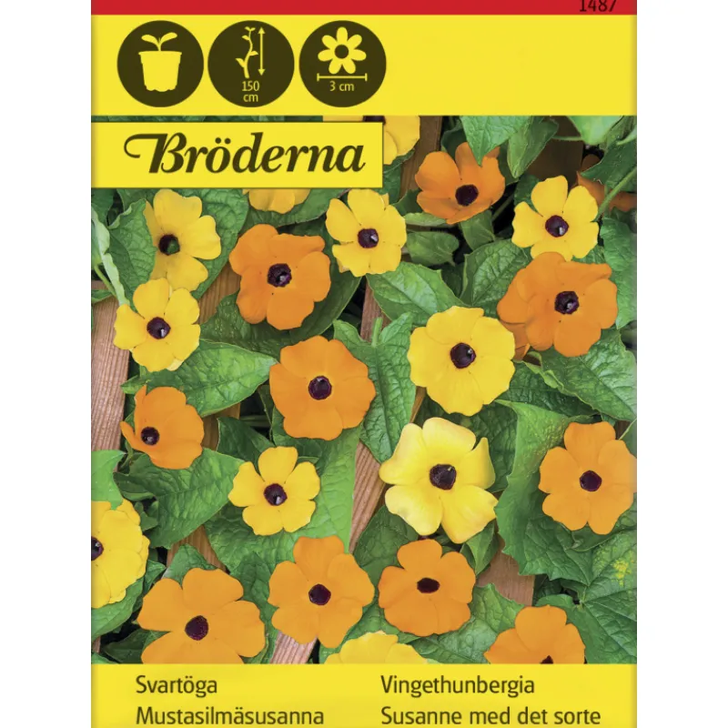 mustasilmsusanna-vriseos-sieme-YfzzffxE-0.webp Bröderna Nelsons Kasvien Ja Nurmikonsiemenet-Mustasilmäsusanna Väriseos Siemen