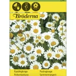 Bröderna Nelsons Kasvien Ja Nurmikonsiemenet-Peikonkakkara Siemen