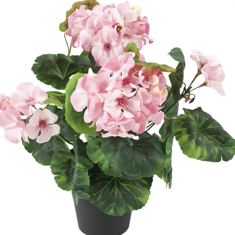 pelargonia-kotikulta-30-cm-ruu-wgTXsIis-0.webp Kotikulta Tekokasvit-Pelargonia 30 Cm Ruukussa Pinkki