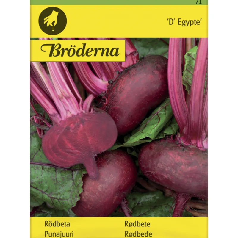 punajuuri-d-egypte-siemen-brde-nbCTXwyj-0.webp Bröderna Nelsons Kasvien Ja Nurmikonsiemenet-Punajuuri D' Egypte Siemen