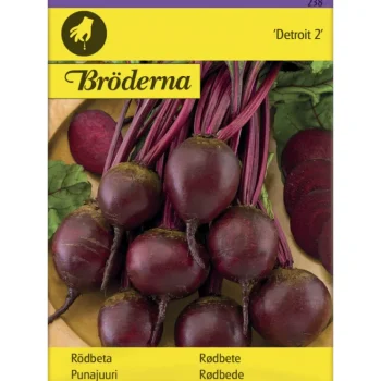 Bröderna Nelsons Kasvien Ja Nurmikonsiemenet-Punajuuri Detroit 2 Siemen