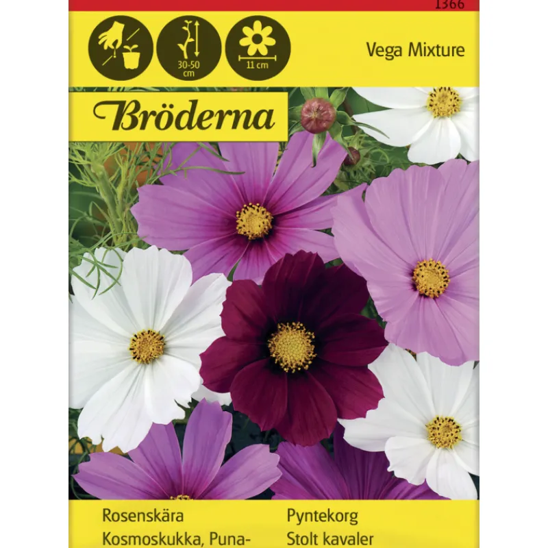 punakosmoskukka-vega-mixture-s-xjasFxLG-0.webp Bröderna Nelsons Kasvien Ja Nurmikonsiemenet-Punakosmoskukka Vega Mixture Siemen