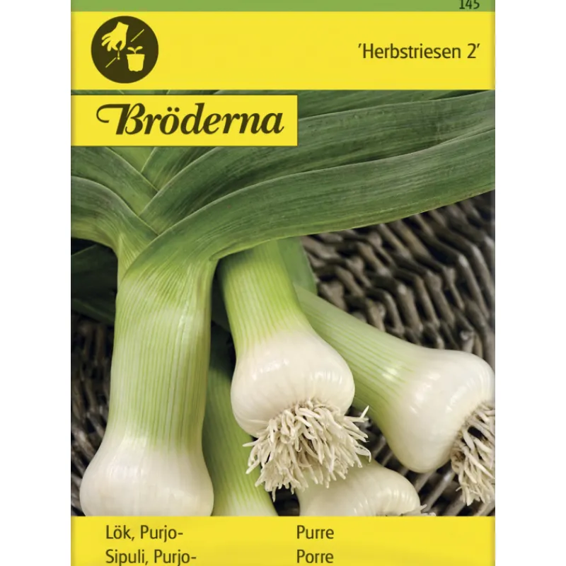 purjosipuli-herbstriesen-sieme-hYRiTkNQ-0.webp Bröderna Nelsons Kasvien Ja Nurmikonsiemenet-Purjosipuli Herbstriesen Siemen