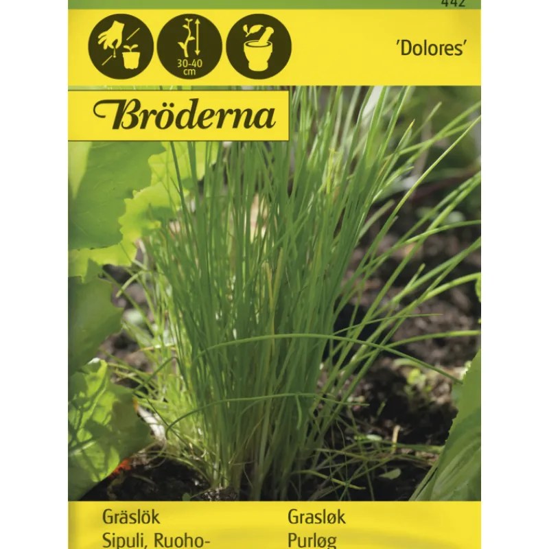 ruohosipuli-tavallinen-dolores-NNRMwBxy-0.webp Bröderna Nelsons Kasvien Ja Nurmikonsiemenet-Ruohosipuli Tavallinen Dolores Siemen