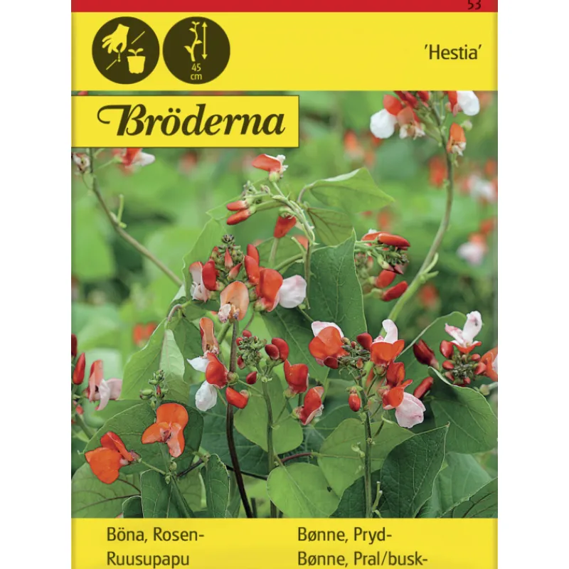 ruusupapu-hestia-matala-siemen-AHAvkpCU-0.webp Bröderna Nelsons Kasvien Ja Nurmikonsiemenet-Ruusupapu Hestia Matala Siemen
