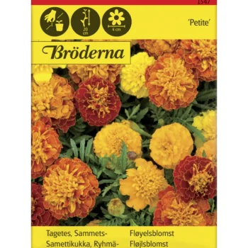 Bröderna Nelsons Kasvien Ja Nurmikonsiemenet-Ryhmäsamettikukka Petite Seos Siemen