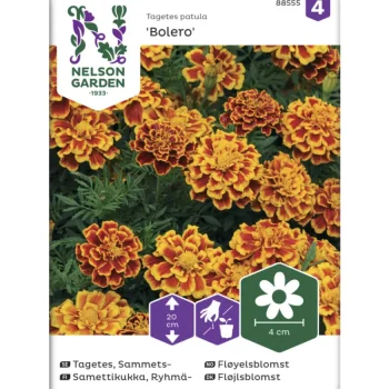 Nelson Garden Basic Kasvien Ja Nurmikonsiemenet-Ryhmäsamettikukka Siemen Bolero