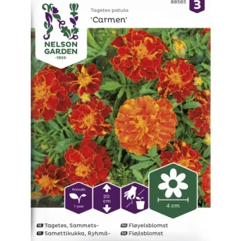 Nelson Garden Basic Kasvien Ja Nurmikonsiemenet-Ryhmäsamettikukka Siemen Carmen