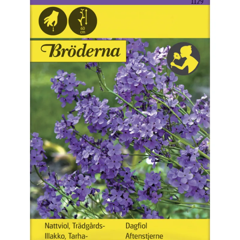 tarhaillakko-siemen-brderna-ne-pJCTEiiR-0.webp Bröderna Nelsons Kasvien Ja Nurmikonsiemenet-Tarhaillakko Siemen