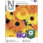 Nelson Garden Basic Kasvien Ja Nurmikonsiemenet-Tarhakehäkukka Siemen Daisy Citrus Mix