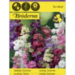 Bröderna Nelsons Kasvien Ja Nurmikonsiemenet-Tarhaleukoija Ten Week Siemen