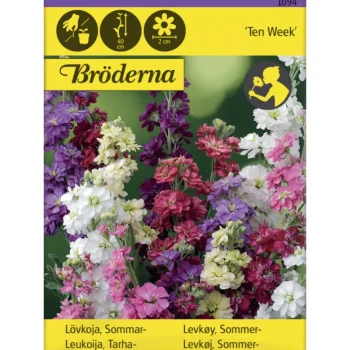 Bröderna Nelsons Kasvien Ja Nurmikonsiemenet-Tarhaleukoija Ten Week Siemen