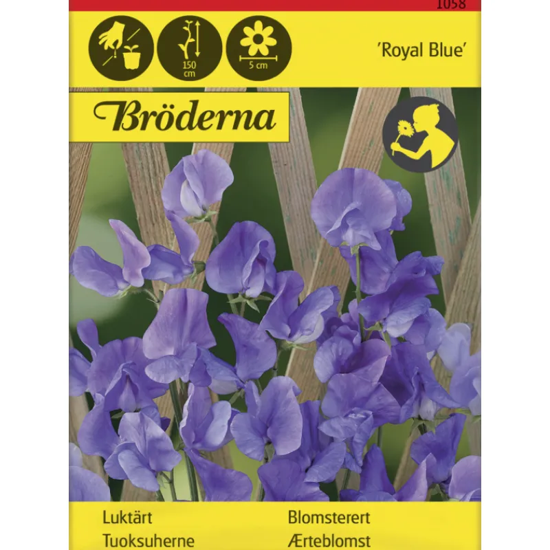 tuoksuherne-royal-blue-siemen-ZMVuLBzg-0.webp Bröderna Nelsons Kasvien Ja Nurmikonsiemenet-Tuoksuherne Royal Blue Siemen