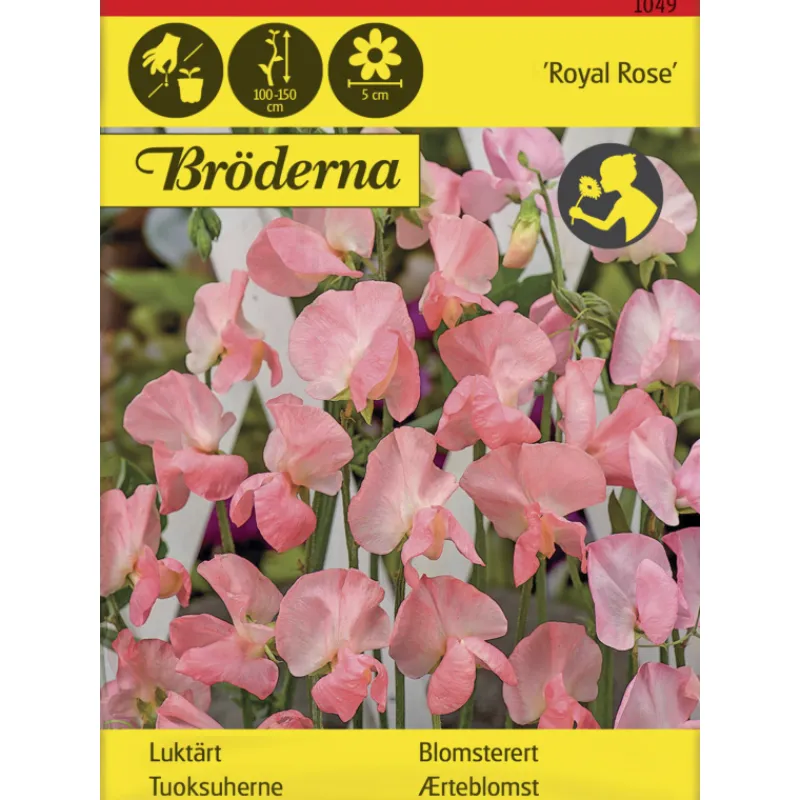 tuoksuherne-royal-rose-siemen-OQMuqbQh-0.webp Bröderna Nelsons Kasvien Ja Nurmikonsiemenet-Tuoksuherne Royal Rose Siemen