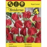 Bröderna Nelsons Kasvien Ja Nurmikonsiemenet-Tuoksuherne Royal Scarlet Siemen