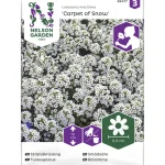 Nelson Garden Basic Kasvien Ja Nurmikonsiemenet-Tuoksupielus Siemen Carpet Of Snow